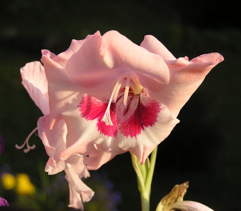 Gladiole im Sonnenuntergang