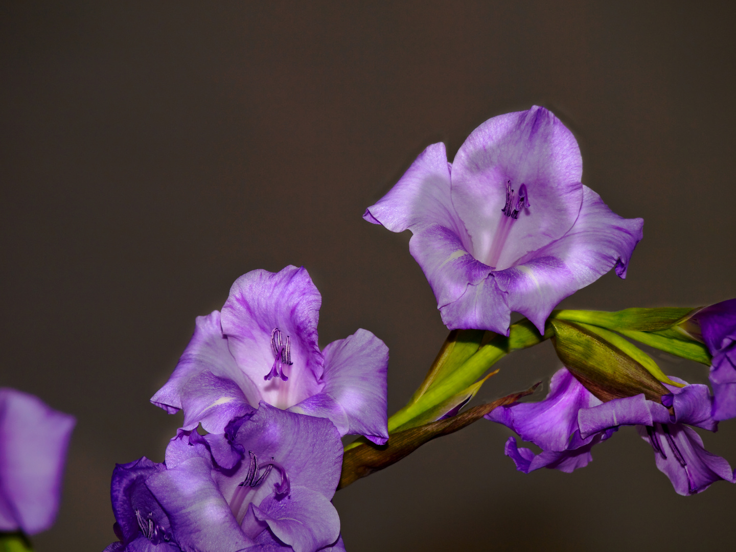 Gladiole in Blau