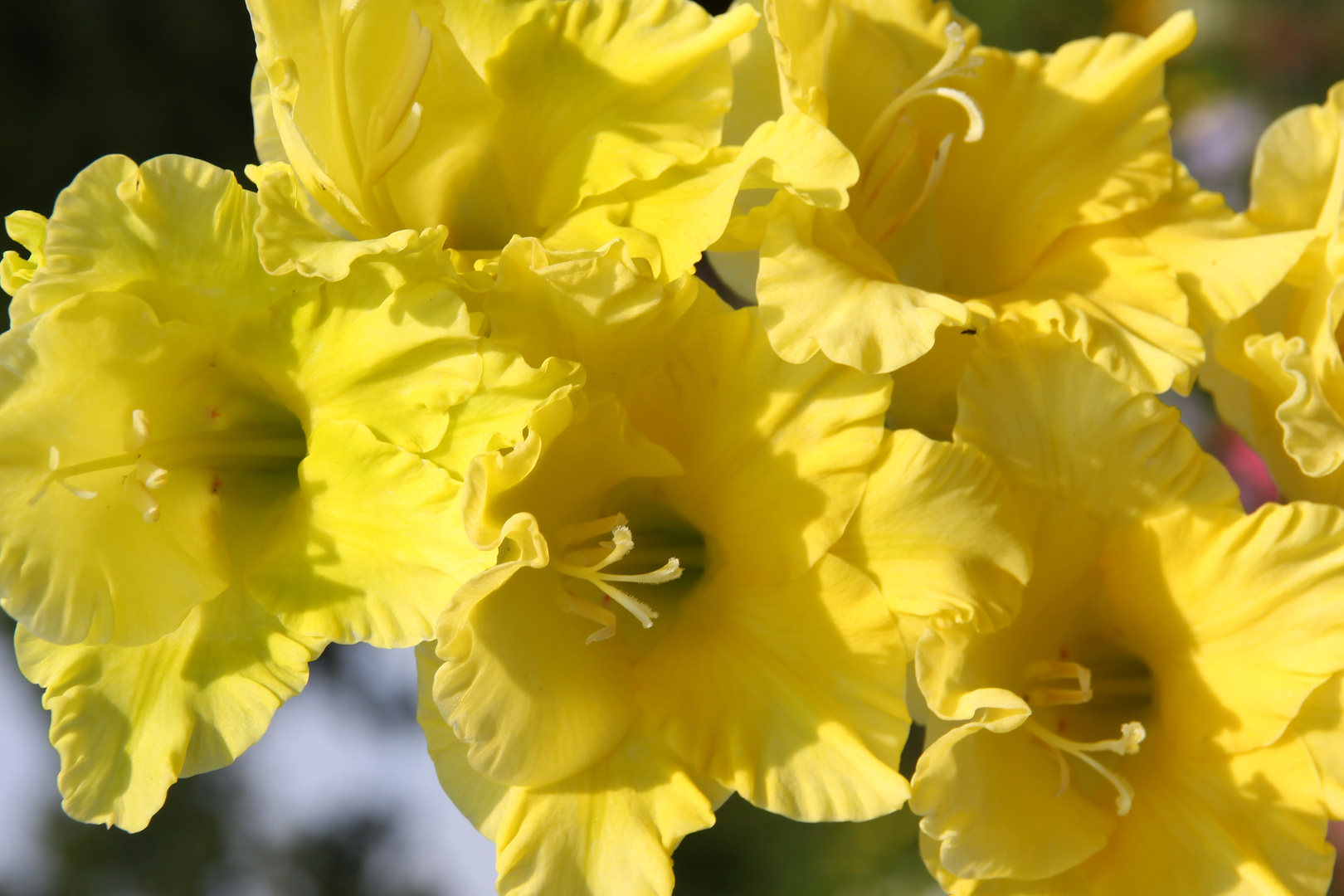 Gladiole in Gelb