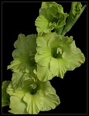 Gladiole in Grün