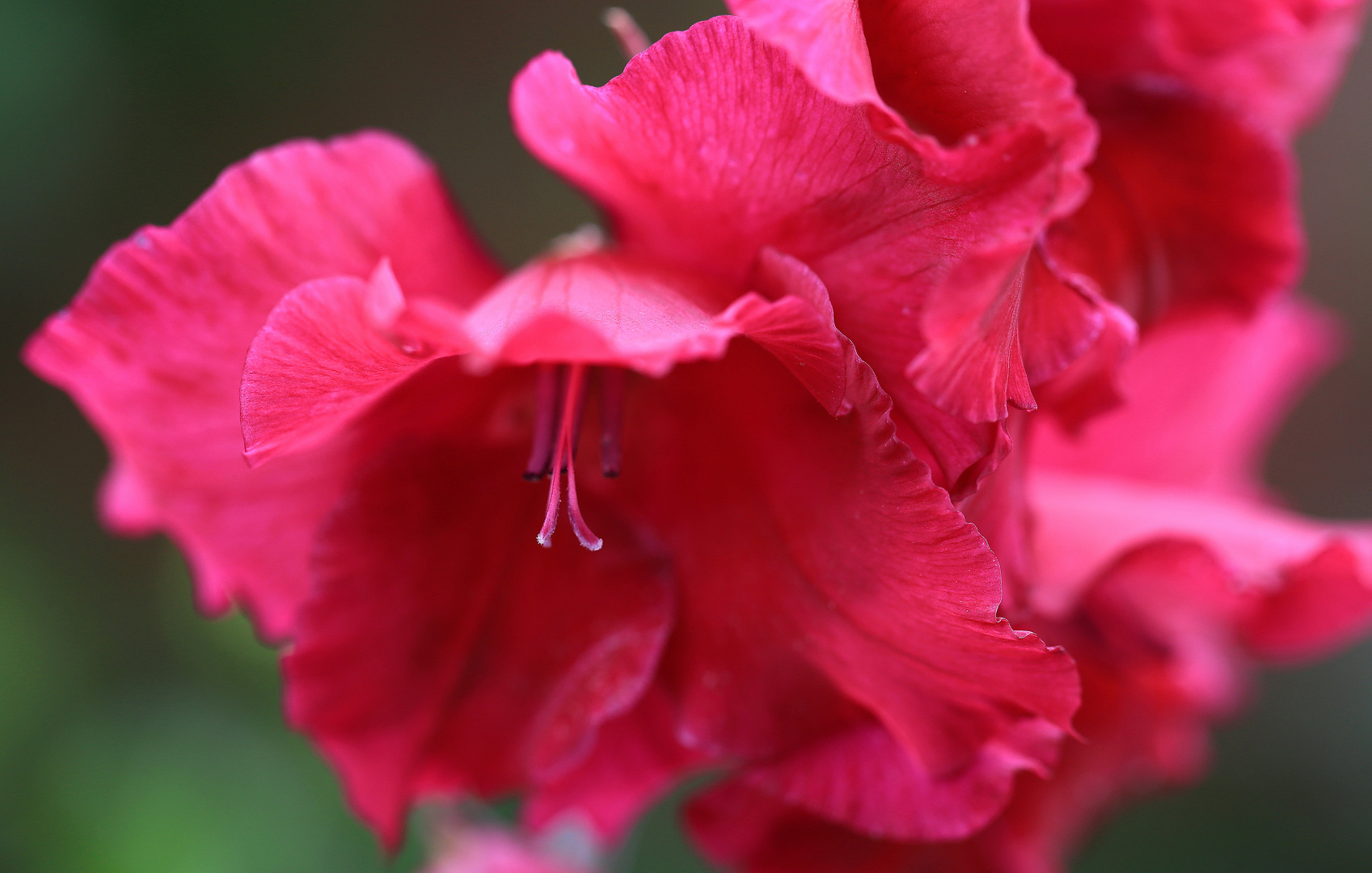 gladiole in rosa
