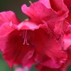 gladiole in rosa