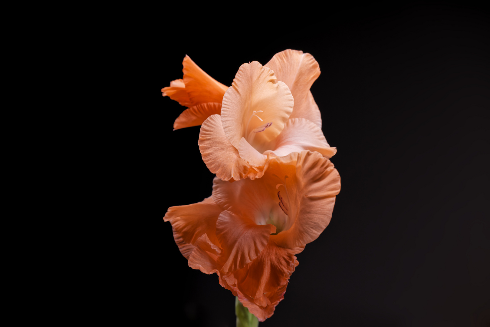 Gladiole in Rosa