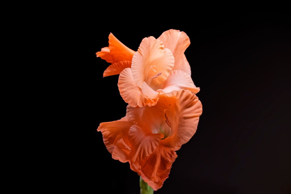 Gladiole in Rosa