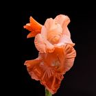 Gladiole in Rosa