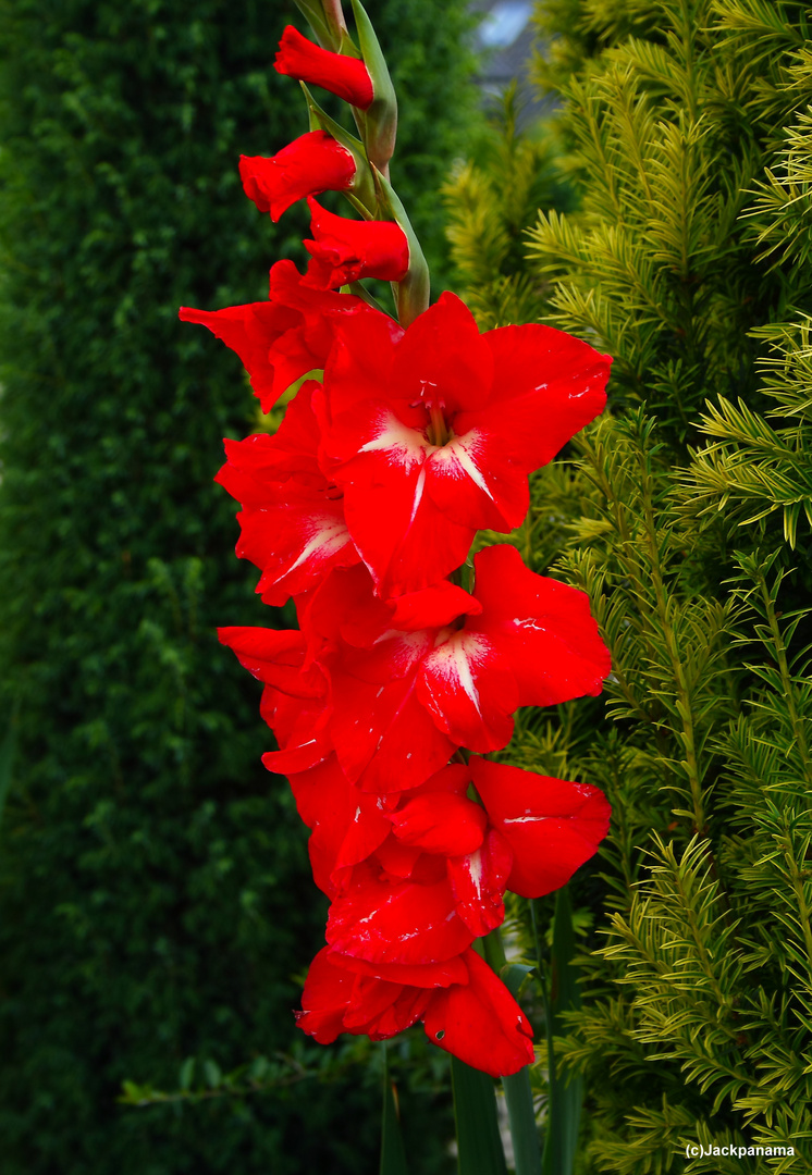 Gladiole in voller Blüte im Garten meiner Eltern Foto & Bild pflanzen