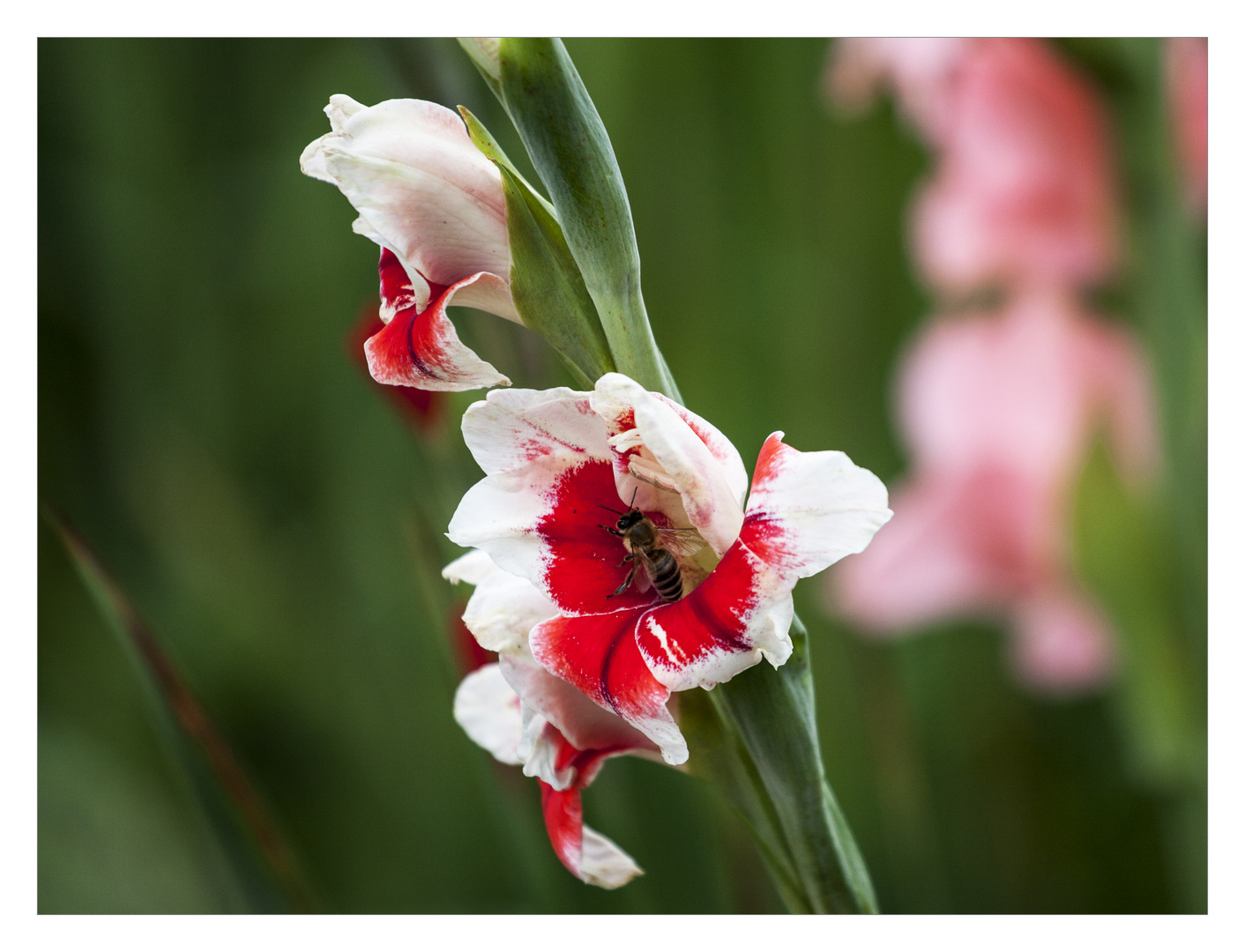 Gladiole mit Besucher