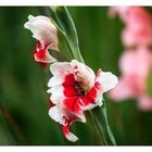 Gladiole mit Besucher