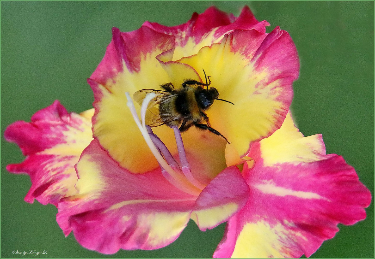 Gladiole mit Besucher 