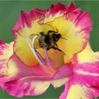 Gladiole mit Besucher 