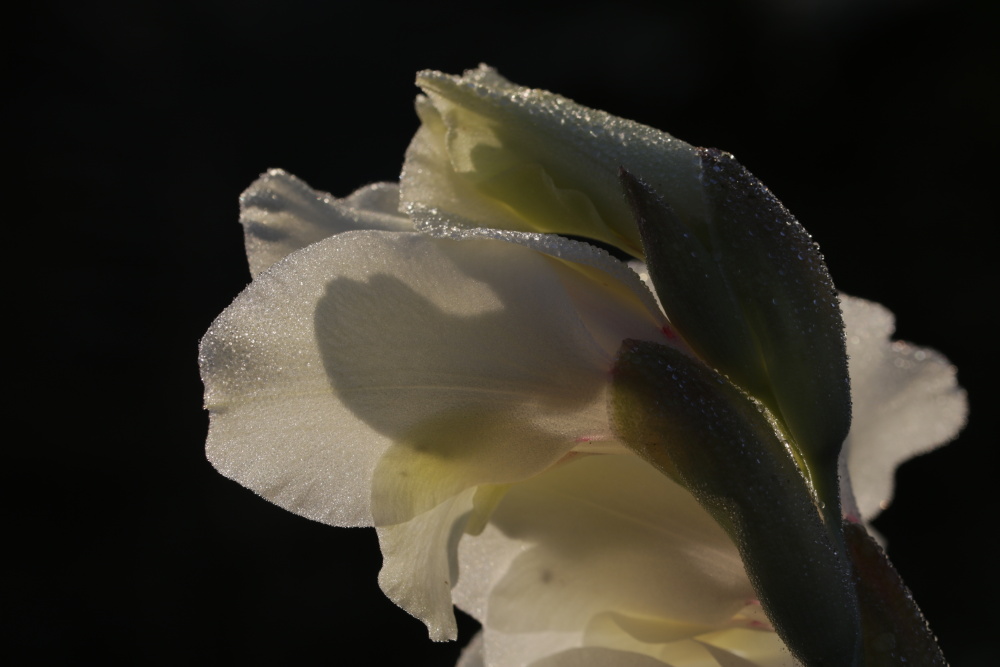 Gladiole mit Tau