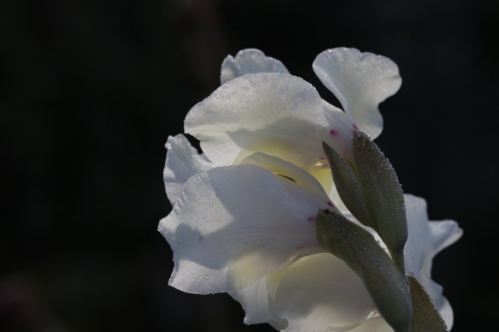 Gladiole mit Tau