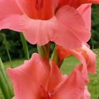 Gladiole mit Tautropfen 