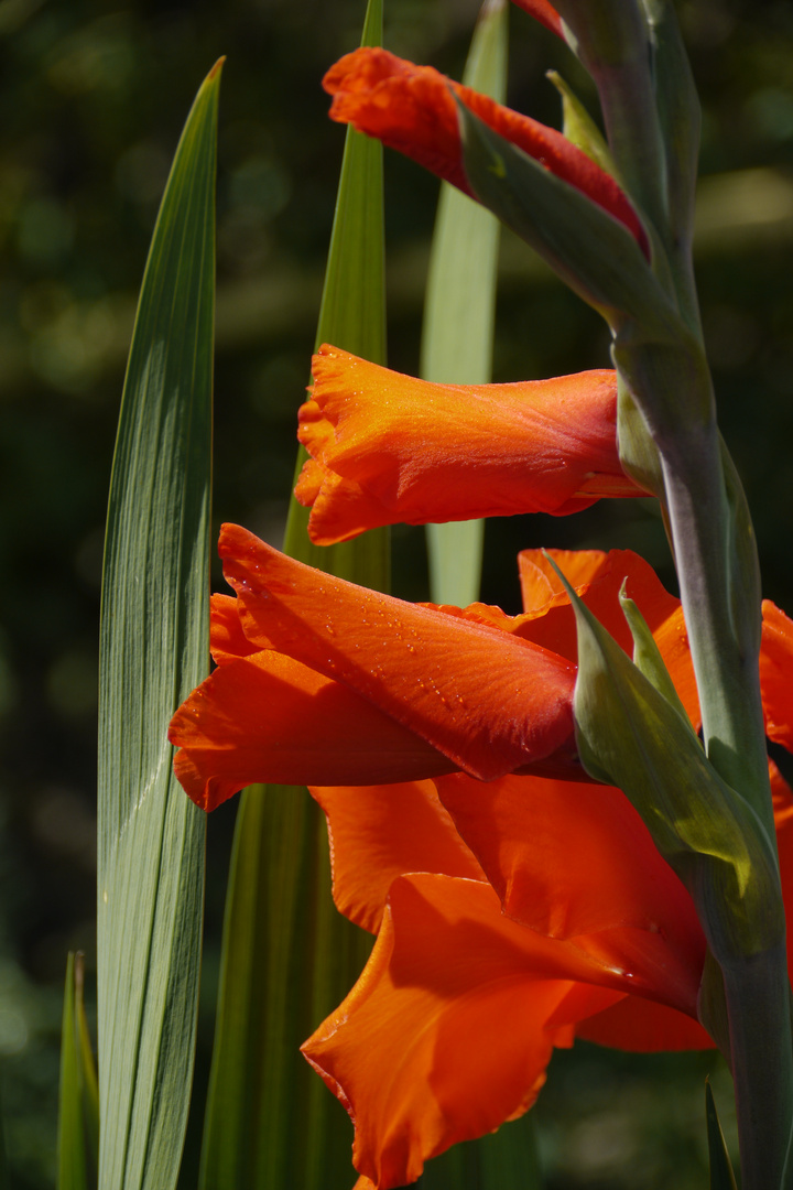 Gladiole rot