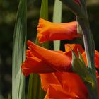 Gladiole rot