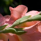 Gladiole taufrisch