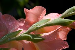 Gladiole taufrisch