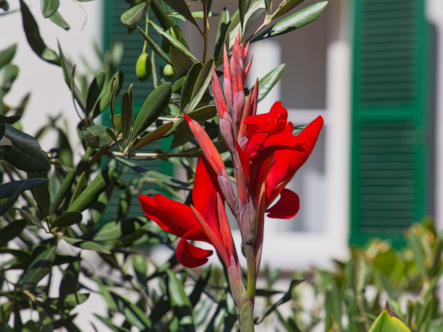 Gladiole vor Olive