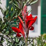 Gladiole vor Olive