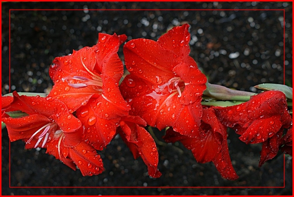 Gladiole weint