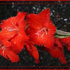 Gladiole weint