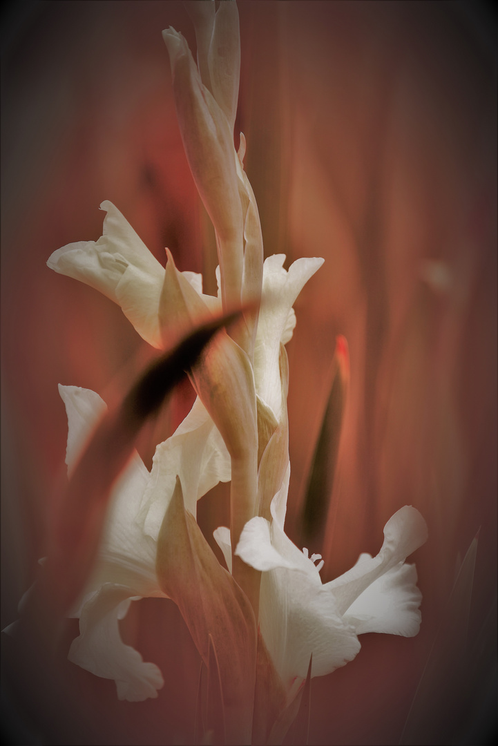 Gladiole Weiss 