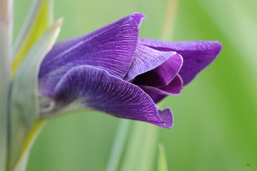 Gladiole zum Mittwoch