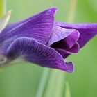 Gladiole zum Mittwoch