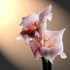 Gladiole2