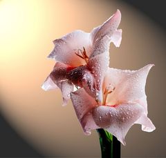 Gladiole2