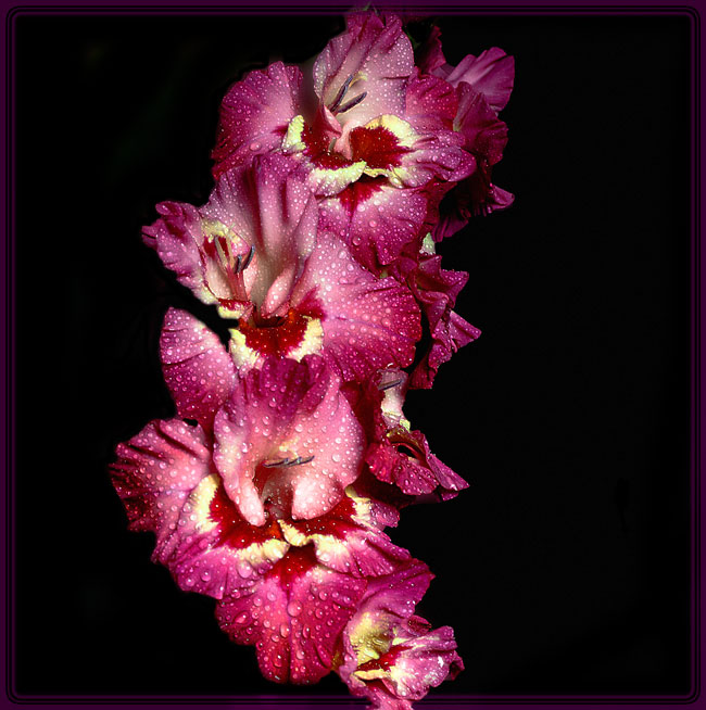 Gladiole3