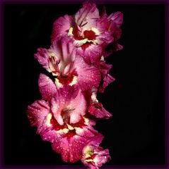 Gladiole3