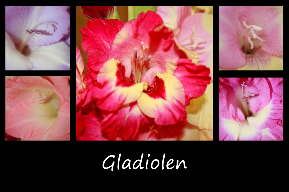 Gladiolen