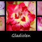 Gladiolen