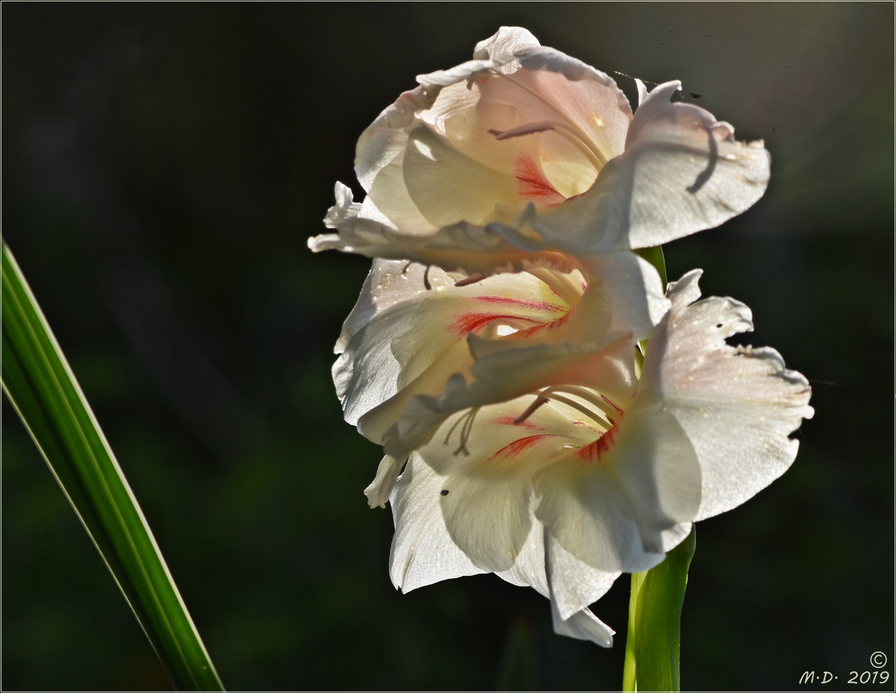 Gladiolen *** Foto & Bild pflanzen, pilze & flechten, blüten