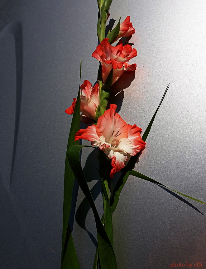 Gladiolen Foto & Bild pflanzen, pilze & flechten, blüten