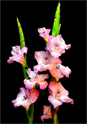 Gladiolen...