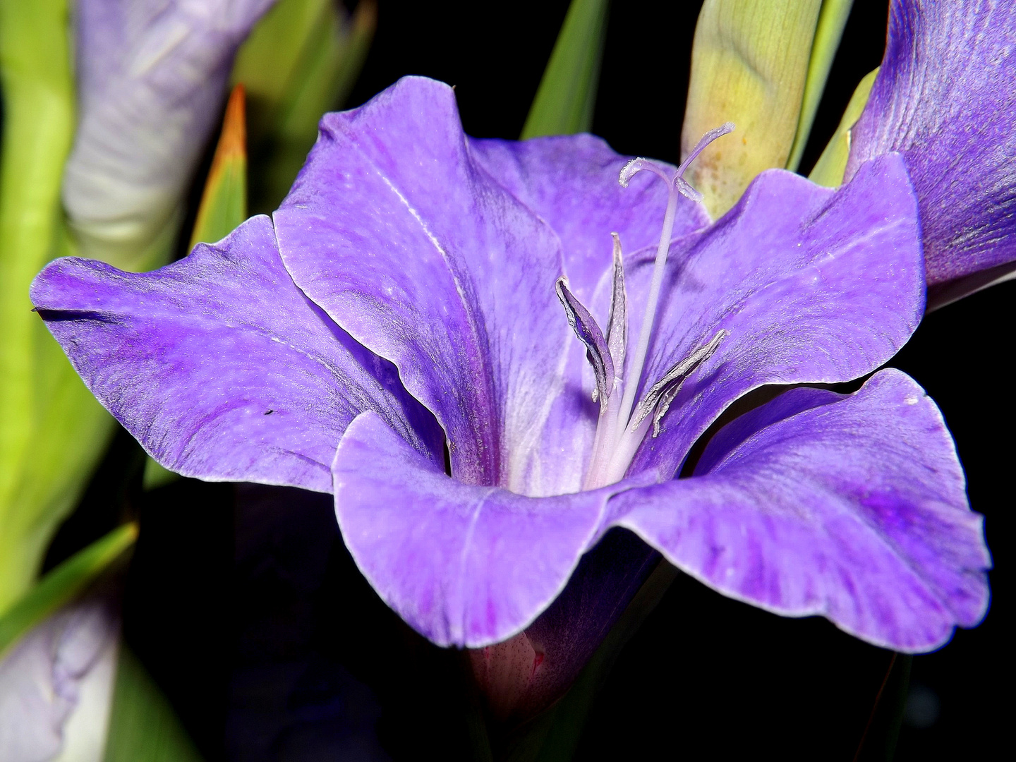 GLADIOLEN BLÜTE