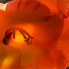 … Gladiolen – fotografisch ein schwieriges Pflaster …