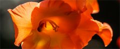 … Gladiolen – fotografisch ein schwieriges Pflaster …