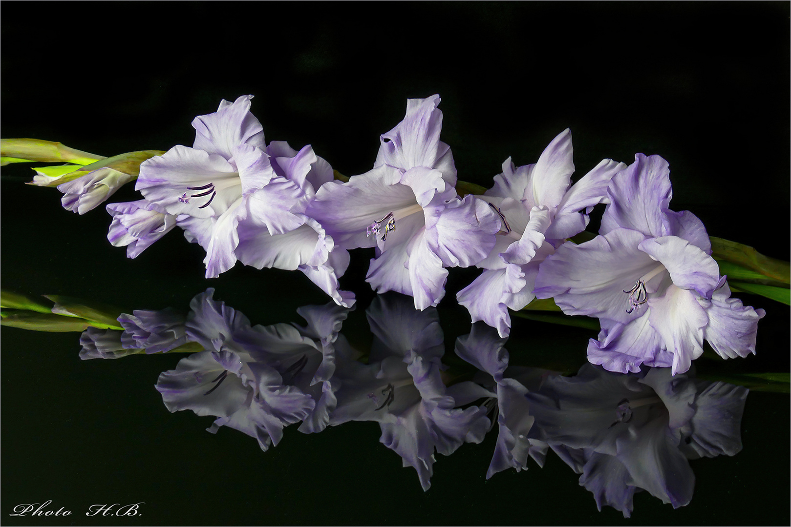 GLADIOLEN IM SCHWARZEN SPIEGEL Foto & Bild spezial, natur, pflanzen