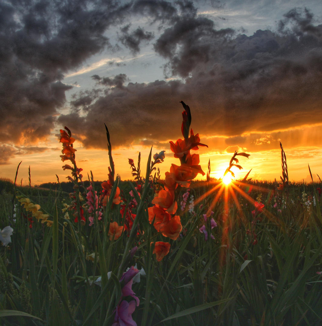 Gladiolen im Sonnenuntergang 