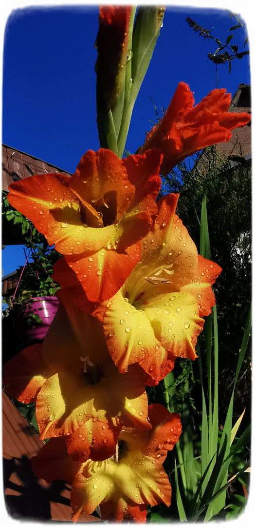 Gladiolen mit Regentropfen (Gladioli with raindrops)