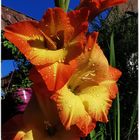 Gladiolen mit Regentropfen (Gladioli with raindrops)