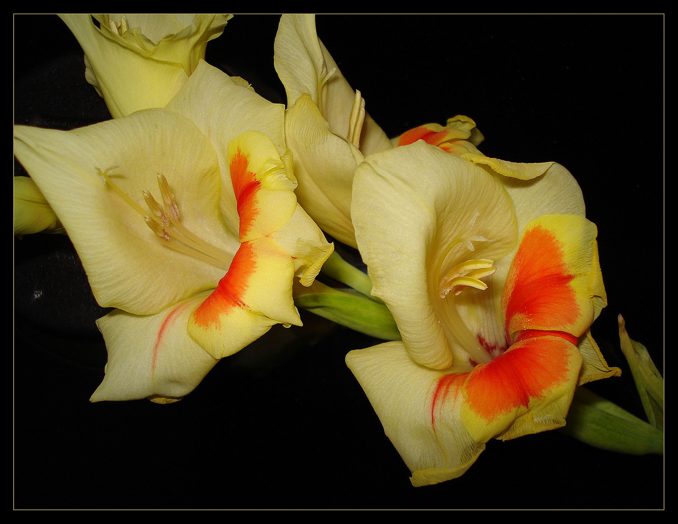 Gladiolen sind schöne blumen und da gibt so viele farben! heute einmal nur diese!!