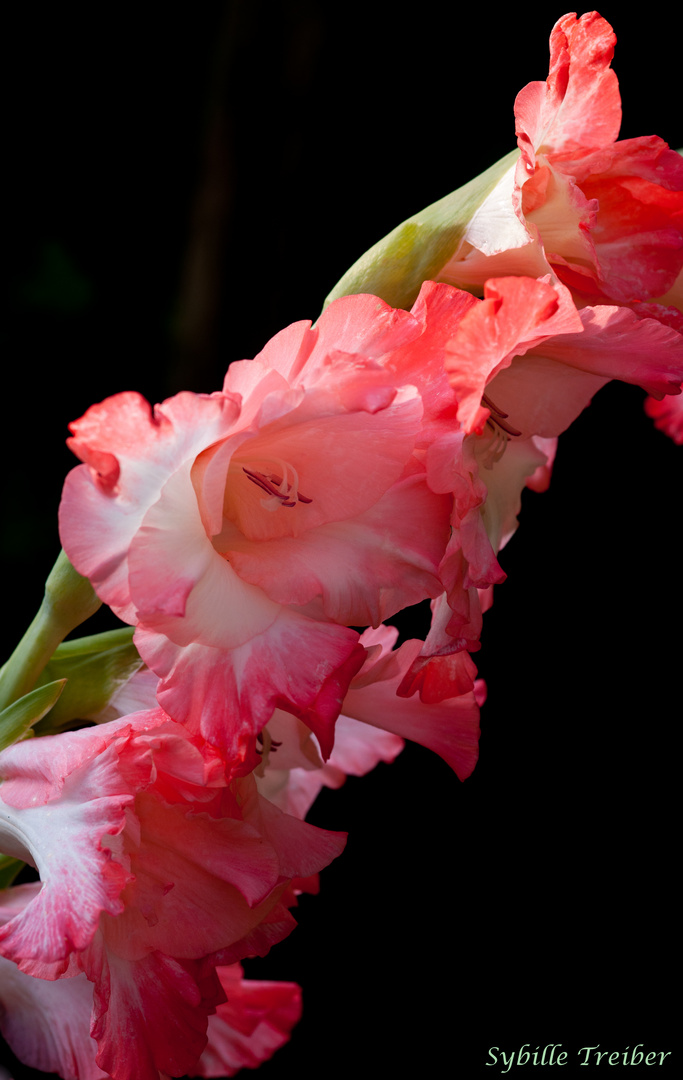 Gladiolen Träume Foto & Bild pflanzen, pilze & flechten, blüten