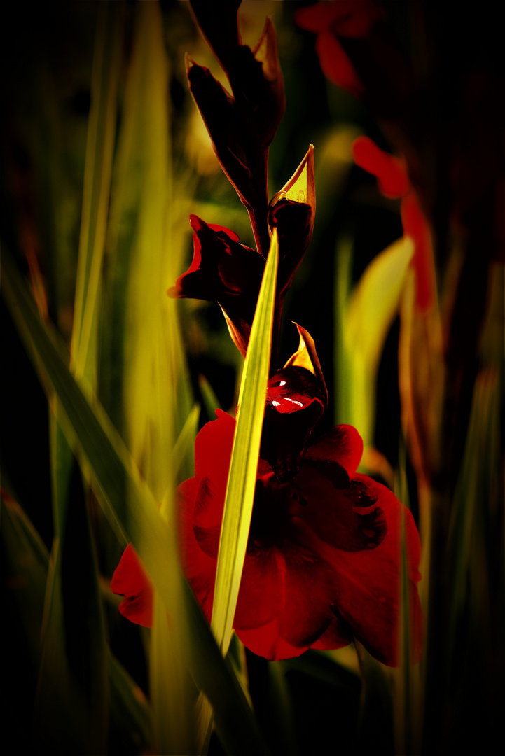 Gladiolenauffangbecken