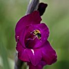 Gladiolenbesuch