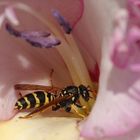 Gladiolenbesucher