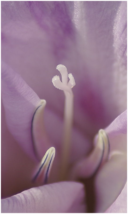 Gladiolenblüte 001